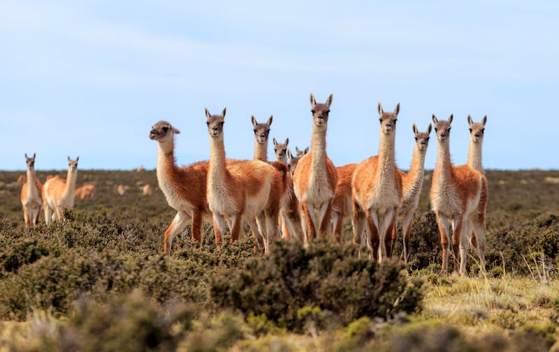 Guanakos auf der Halbinsel Valdes - ©ilyshev - Adobe Stock