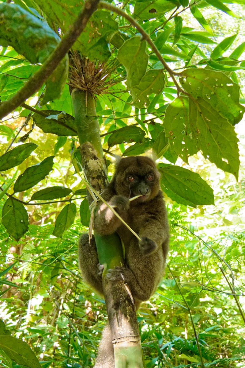 Goldener Bambuslemur, Madagaskar - ©Willy - stock.adobe.com