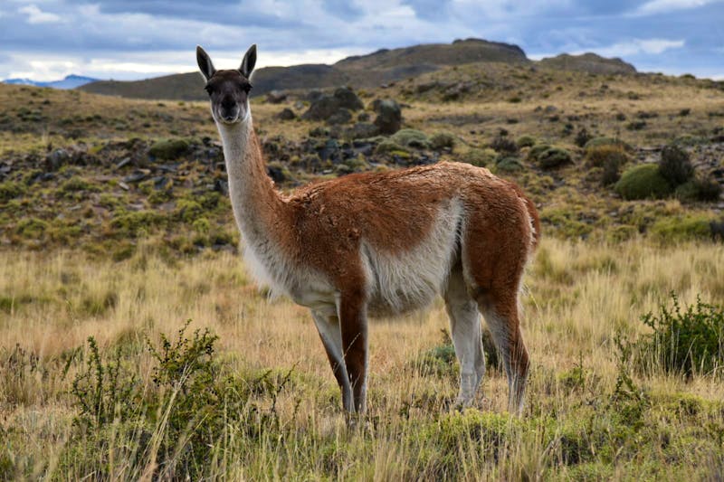 Guanako im Torres del Paine Nationalpark - ©Eberhardt TRAVEL