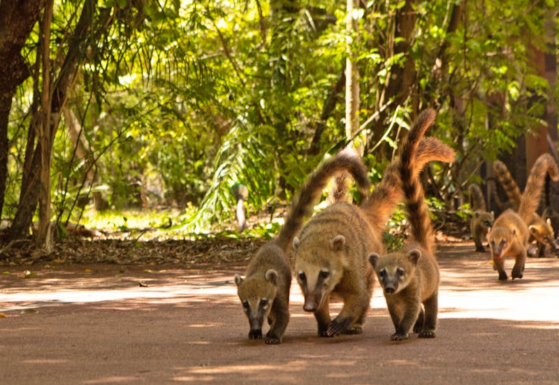 Nasenbären in Iguazu - ©DeOtroAngulo - Adobe Stock