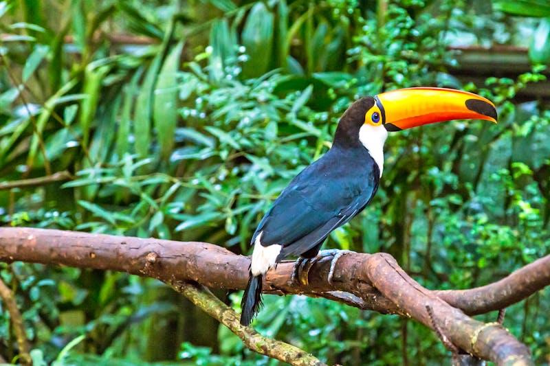 Tukan in Iguazu - ©©marabelo - stock.adobe.com