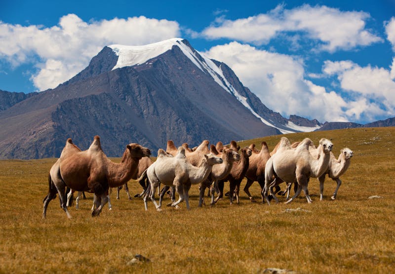 Mongolei – Kamelherde im Altay-Gebirge - &copy;Sergey Ilin - stock.adobe.com
