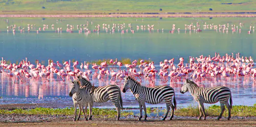 Tierherde im Ngorongoro Krater, Tansania &ndash; &copy; Travel Stock - stock.adobe.com