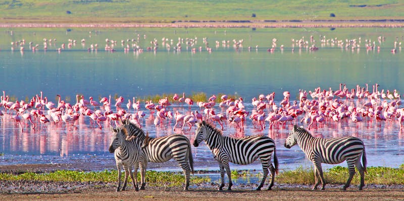Tierherde im Ngorongoro Krater, Tansania - ©Travel Stock - stock.adobe.com