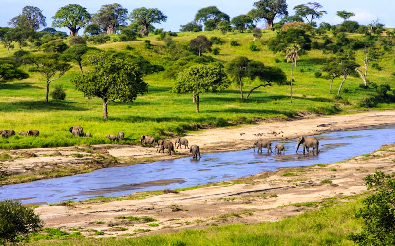 Elefanten kreuzen Serengeti National Park, Tansania, Afrika - ©Thomas Sztanek - stock.adobe.com