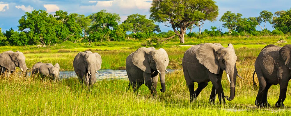 Elefantenkolonne, Botswana – © Nadine Haase - stock.adobe.com
