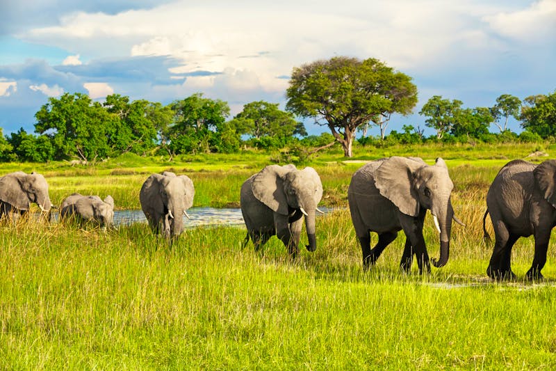 Elefantenkolonne, Botswana - ©Nadine Haase - stock.adobe.com