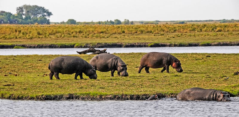 Nilperde, Botswana - ©stefanobarze1 - stock.adobe.com