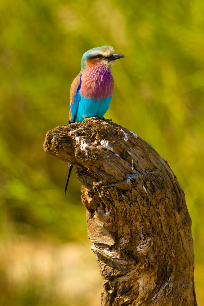 Die Gabelracke, Botswana - ©galeriaobscura - stock.adobe.com