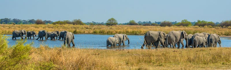 Elefantenherde im Moremi Game Reserve, Botswana - ©gcfontana - stock.adobe.com