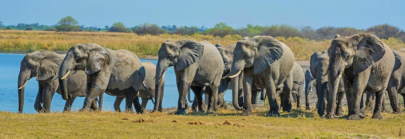 Elefantenherde im Moremi Game Reserve, Botswana - ©gcfontana - stock.adobe.com