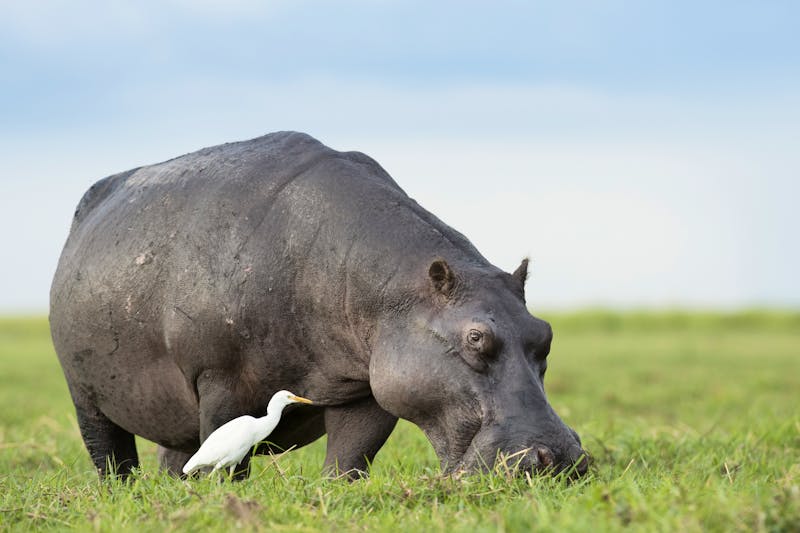Nilpferd im Okavango Delta, Botswana - ©2630ben - stock.adobe.com