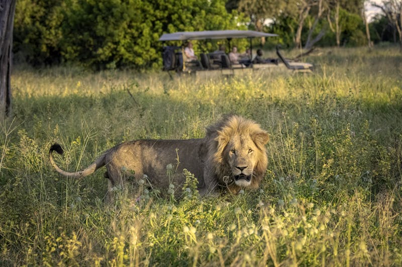 Löwe im Okavango Delta, Botswana - ©Lori Labrecque - stock.adobe.com
