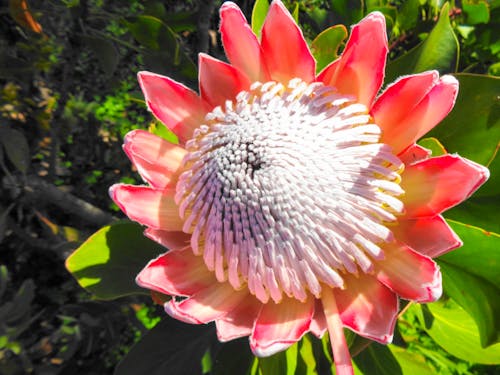Palheiro Gardens auf Madeira &ndash; &copy; Eberhardt TRAVEL