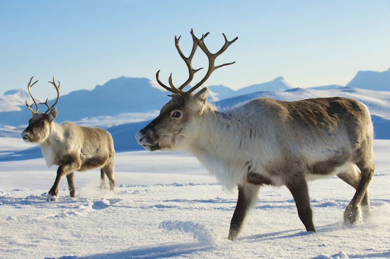 Rentiere im Winter - ©Dmitry Chulov - stock.adobe.com