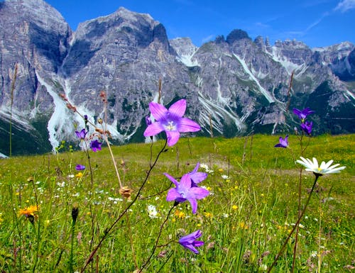 Sommerwiese im Wandergebiet Schlick2000 im Stubaital – © ©Jutta Adam - stock.adobe.com