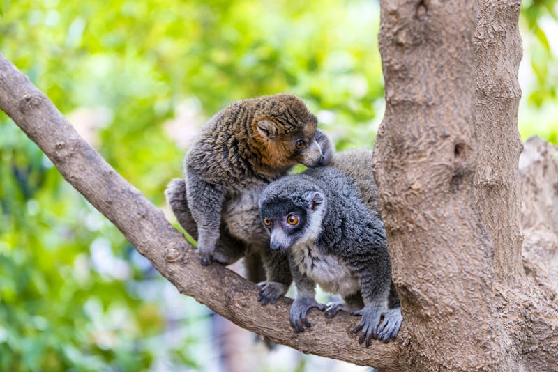 Bambus Lemur, Madagaskar - ©serg_did - stock.adobe.com