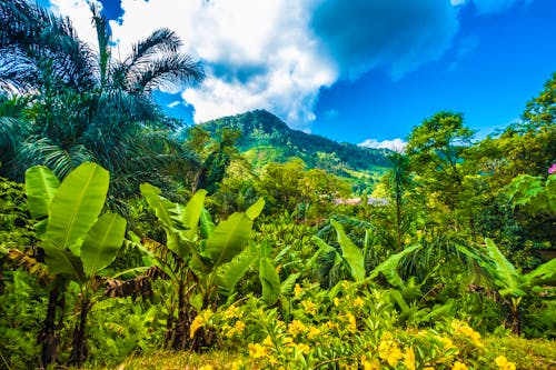 Urwaldpanorama, Ranomafana Nationalpark, Madagaskar &ndash; &copy; Luis - stock.adobe.com