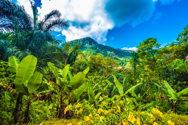 Urwaldpanorama, Ranomafana Nationalpark, Madagaskar - ©Luis - stock.adobe.com