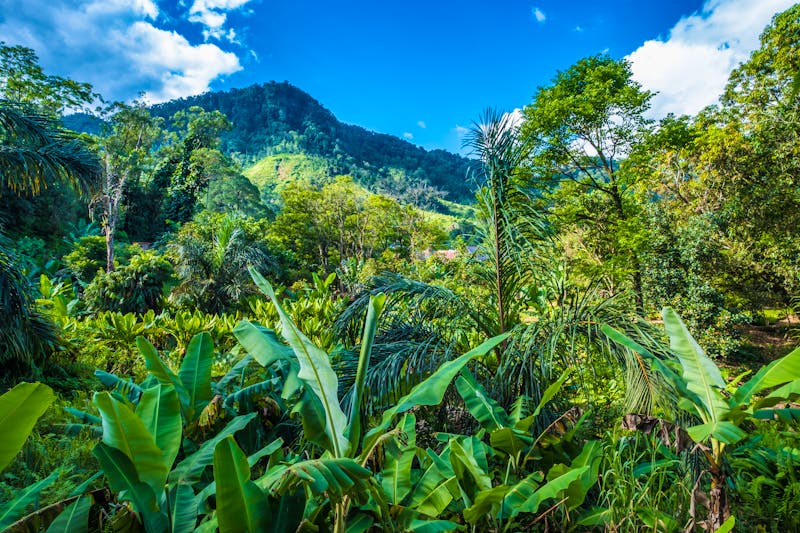 Madagaskars Urwald, Ranomafana Nationalpark, Madagaskar - ©Luis - stock.adobe.com