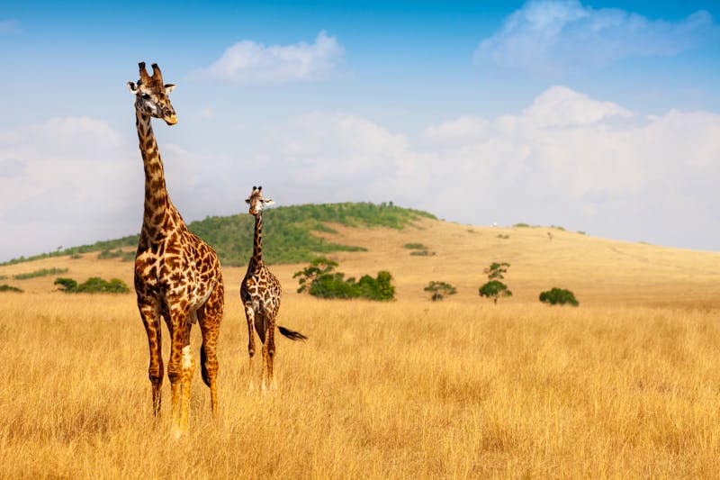 Savannenlandschaft mit Massai-Giraffen, Kenia - ©©Sergey Novikov - stock.adobe.com