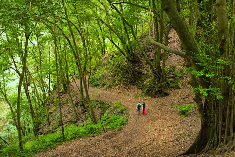 Wandern im Nebelwald von La Palma - ©©mukilp22 - stock.adobe.com