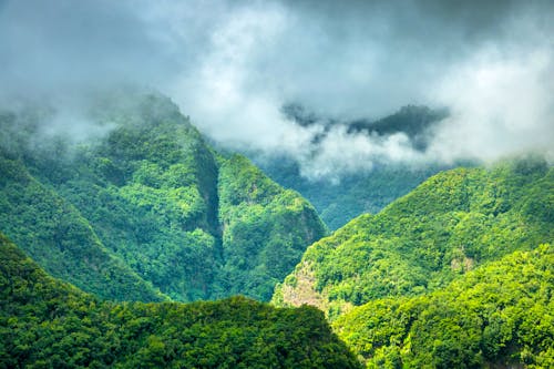 Lorbeerwald Los Tilos auf La Palma &ndash; &copy; David Gonzalez Rebollo -  Adobe Stock
