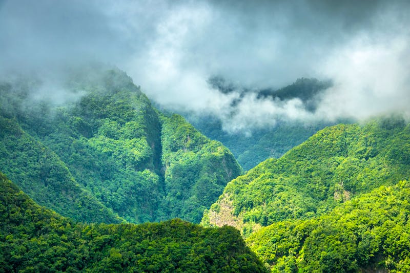 Lorbeerwald Los Tilos auf La Palma - ©David Gonzalez Rebollo -  Adobe Stock
