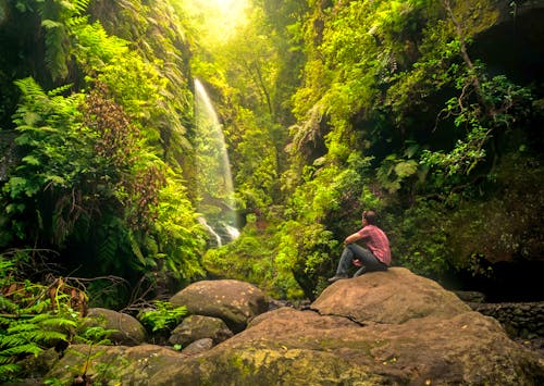 Im Nebelwald von Los Tilos - La Palma &ndash; &copy; ©David - stock.adobe.com