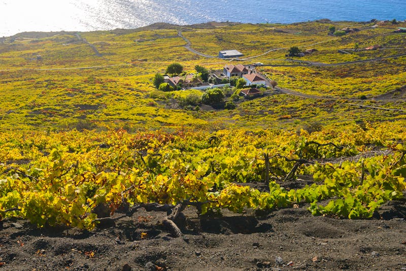 Weinanbau im Süden von La Palma  - ©©Noradoa - stock.adobe.com