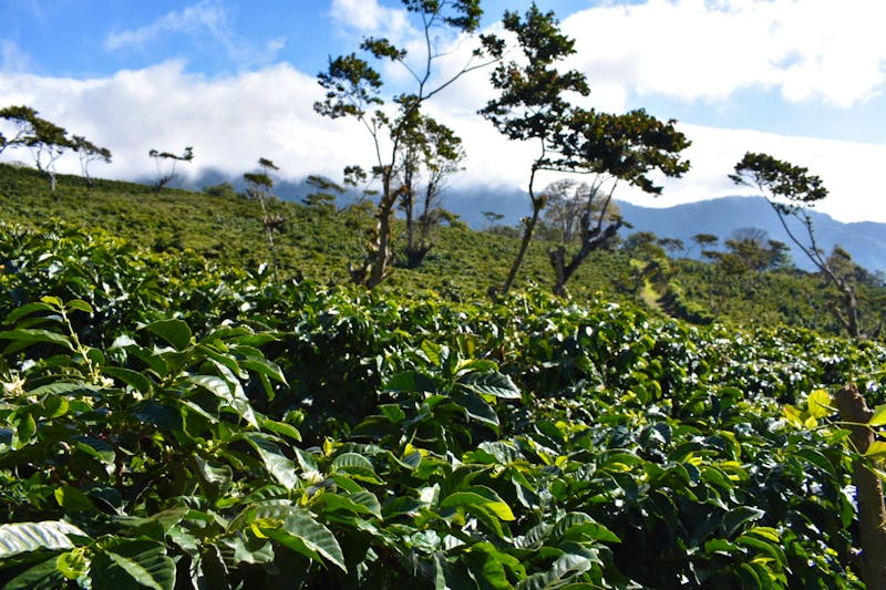 Boquete - Kaffee - ©Eric Richter