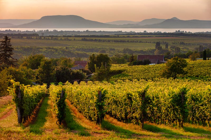 Weinfelder am Balaton mit Blick auf den Badacsony-Berg - ©©andras_csontos - stock.adobe.com