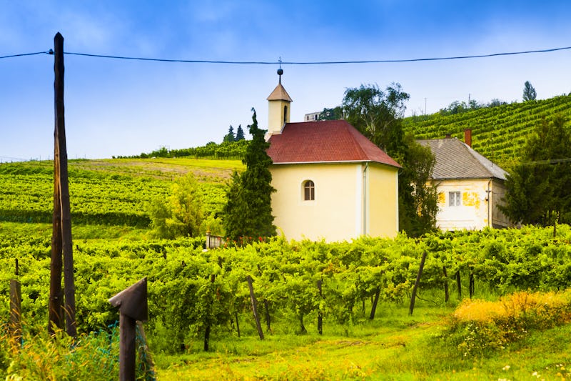 Weinberg im Nordwesten des Balatons in der Nähe von Heviz und dem Badacsony-Gebiet – © ©gashgeron - stock.adobe.com