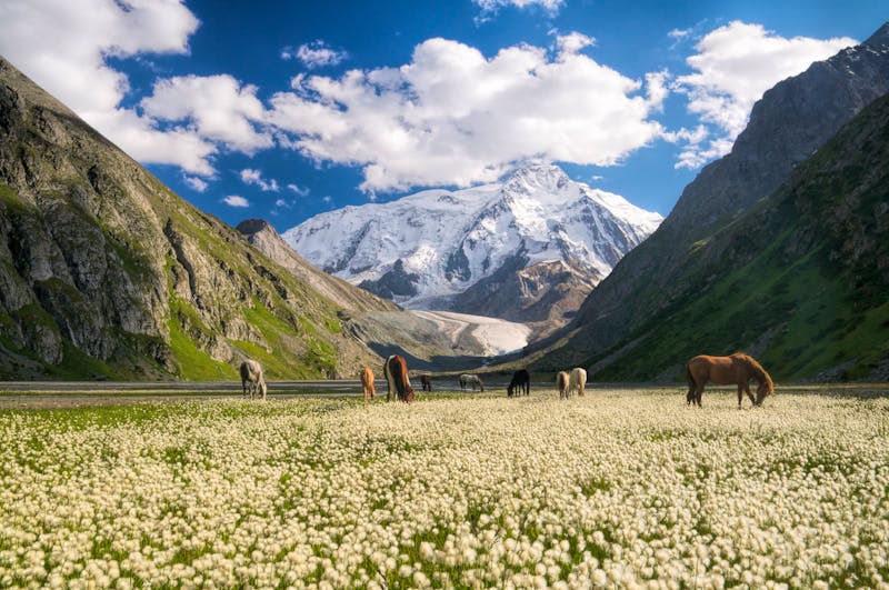 Kirgisistan in der Nähe von Karakol - Pferde auf blühender Weide - ©©michalknitl - stock.adobe.com