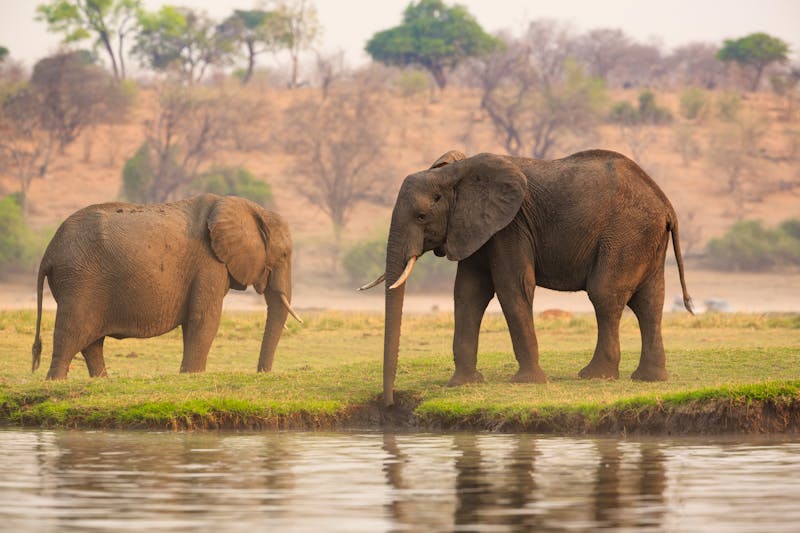 Elefanten im Chobe-Nationalpark in Botswana - ©©Radek - stock.adobe.com