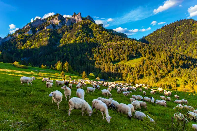 Berglandschaft im Pieninen-Gebirge - &copy;©denisveselyxx - stock.adobe.com