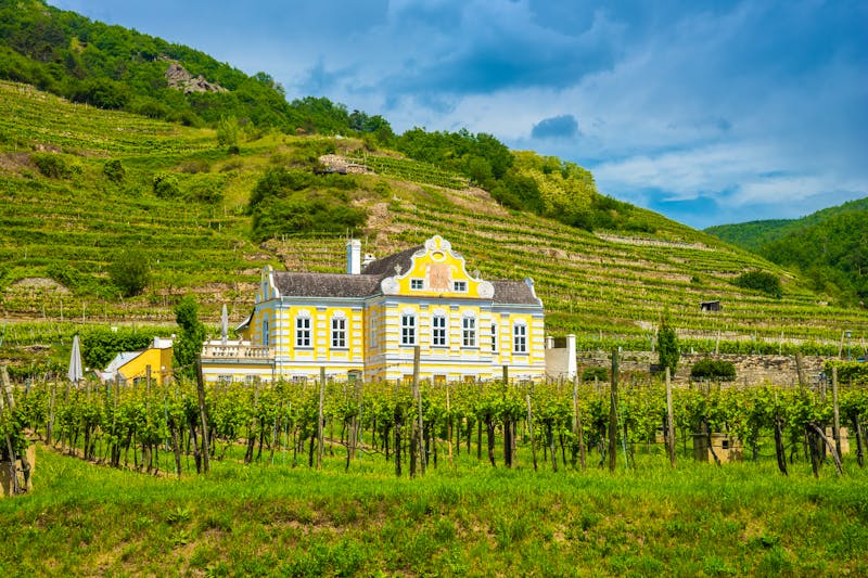 Weinanbau in der Wachau - ©©pure-life-pictures - stock.adobe.com