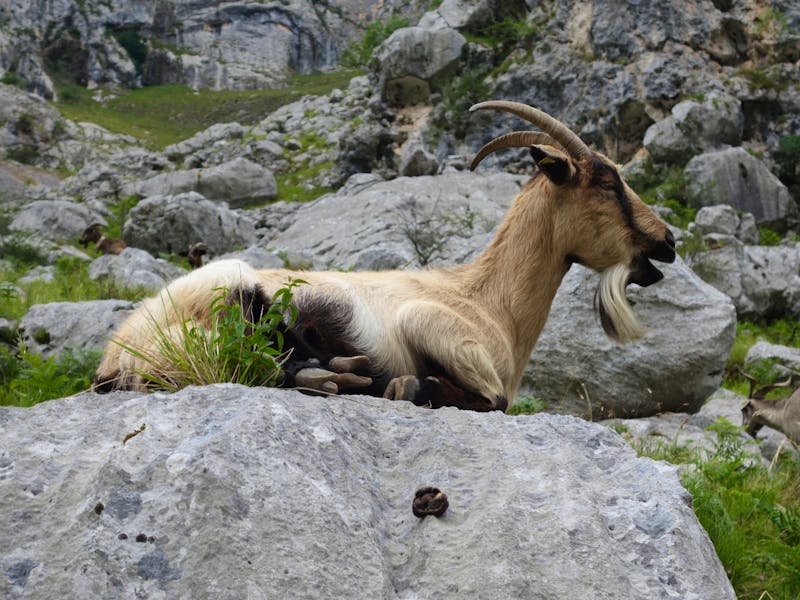 Bergziege an der Ruta del Cares im Nationalpark Picos de Europa - ©Eberhardt TRAVEL