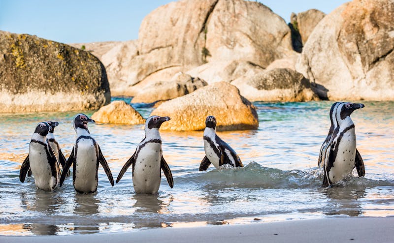 Pinguine am Strand - ©Uryadnikov Sergey - stock.adobe.com