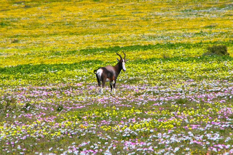 Buntbock im West Coast Nationalpark Südafrika - ©Andrea Sachs - stock.adobe.com