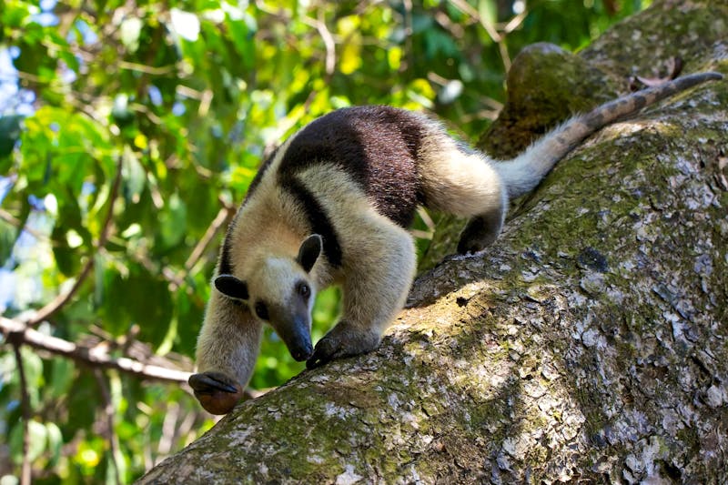 Tamandua im Corcova Nationalpark, Costa Rica - ©photogallet - stock.adobe.com