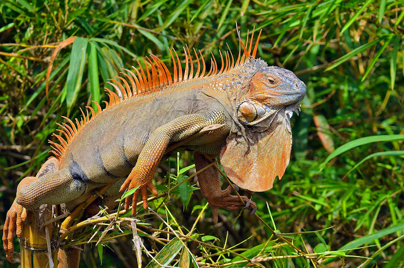 Oranger Leguan im Busch - &copy;miraswonderland - stock.adobe.com