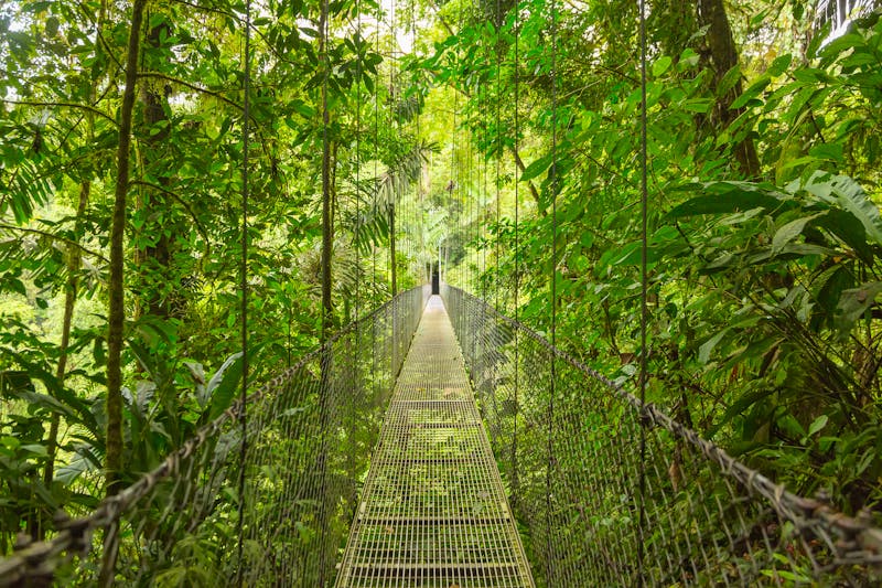Hängebrücke im Regenwald in Costa Rica - ©dmitriy_rnd - stock.adobe.com