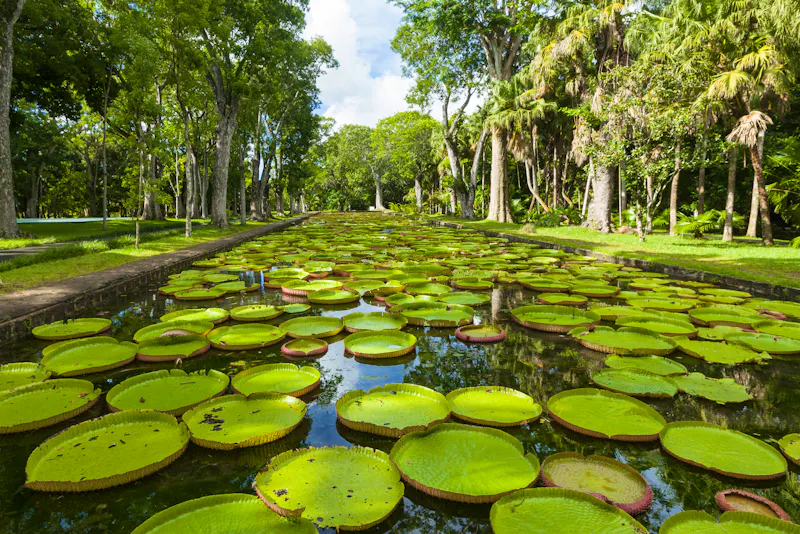 Botanischer Garten Pamplemousses, Mauritius - &copy;Nina_Szebrowski - stock.adobe.com