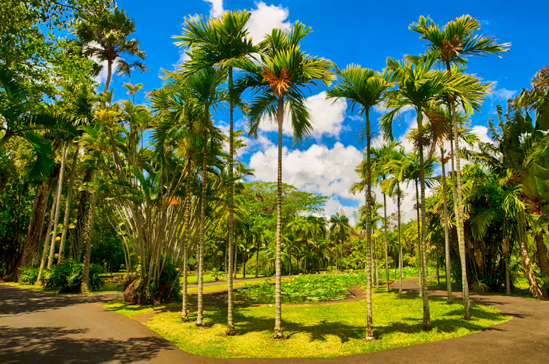 Pamplemousses Botanischer Garten auf Mauritius - &copy;anastasiapelikh - stock.adobe.com