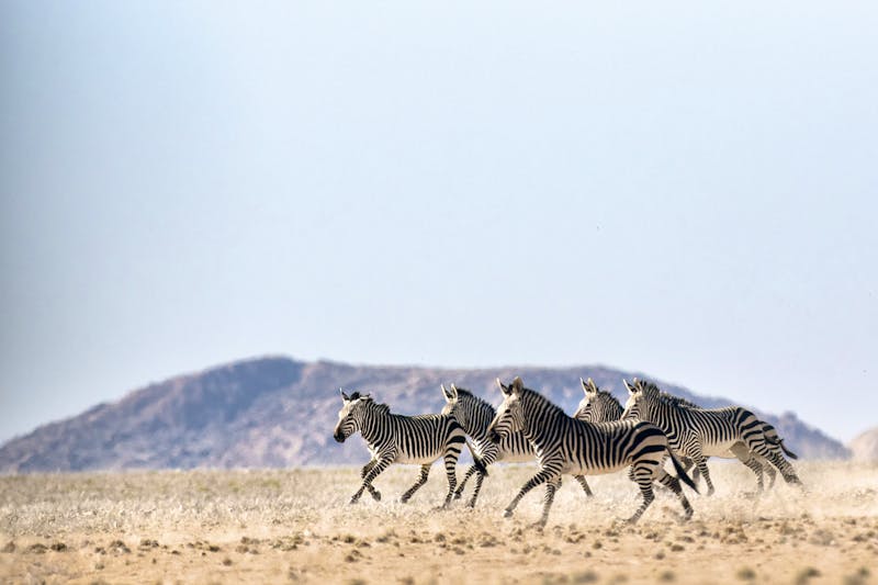 Zebra im Naukluft Nationalpark. - ©2630ben - stock.adobe.com