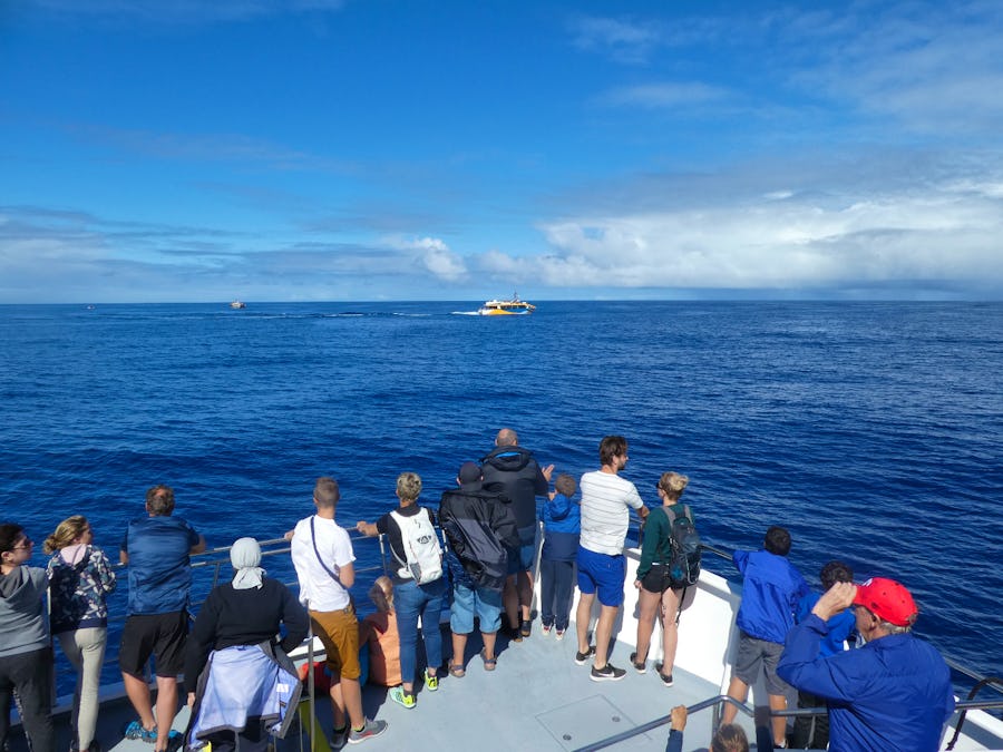 Walbeobachtung bei Ponta Delgada - Azoren – © Eberhardt TRAVEL