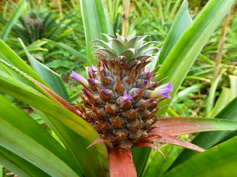 Ananasplantage auf Sao Miguel - ©Eberhardt TRAVEL