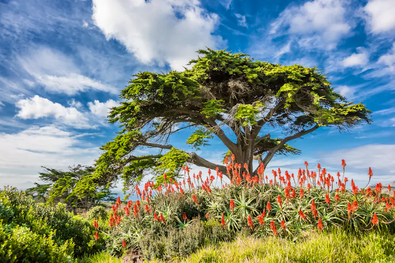 Blühende Landschaft, Südafrika - &copy;Anna - stock.adobe.com