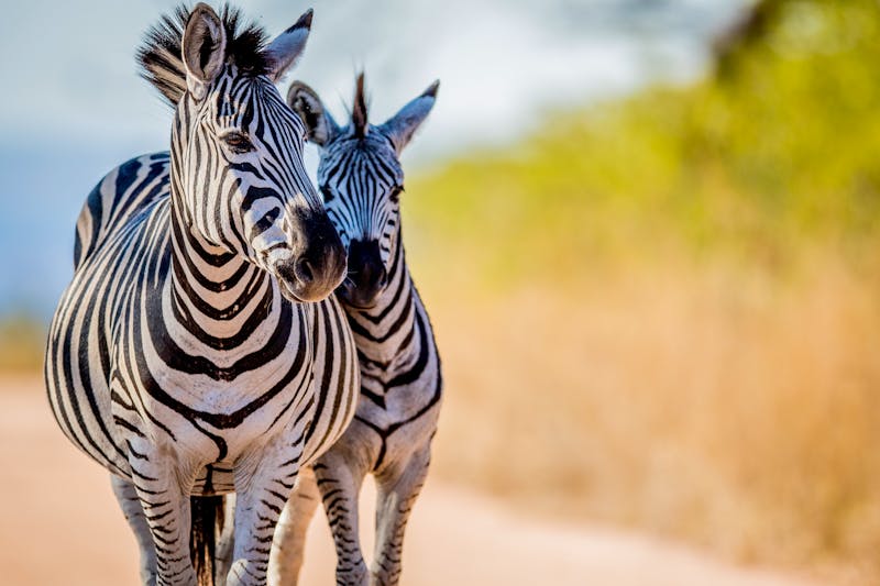 Zebras, Südafrika - ©simoneemanphoto - stock.adobe.com